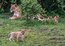 Lion's Cradle