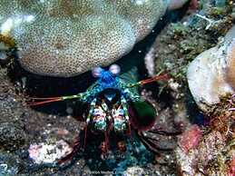 Teluk Karang Dive and Spa Resort Bali