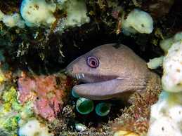 Teluk Karang Dive and Spa Resort Bali