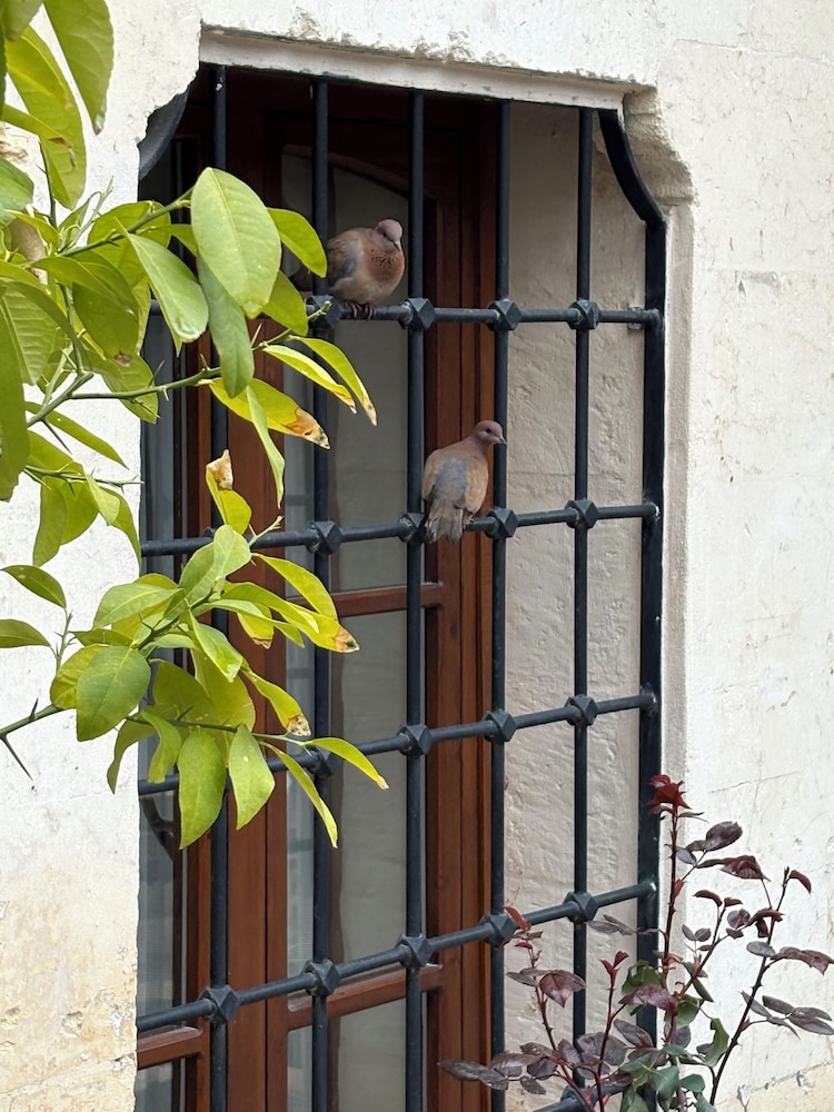 ALİ RIZA BEY KONAĞI