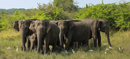Cloud Nine Lanka Resort Wilpattu
