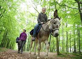 Glamping in Signy-l'abbaye