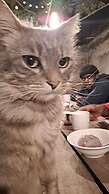 Indovu Wellness Retreat
