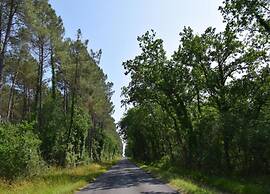 Oakwood Hideaway Stay