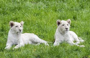 Luxuszelt im Serengeti Park