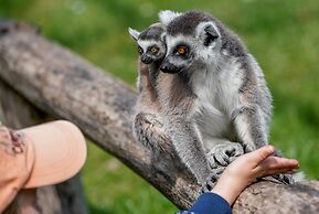 Luxuszelt im Serengeti Park