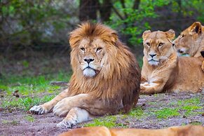 Luxuszelt im Serengeti Park