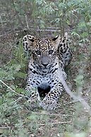 The Den at Yala