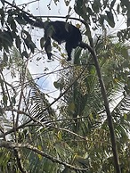 Howler Jungle House