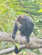 Howler Jungle House