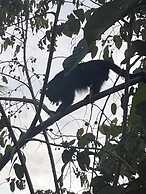 Howler Jungle House