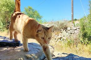 Sardinian Villa Enjoy Stintino With Your Pets !