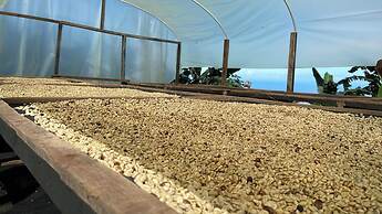 Minca Sintropia Organic Coffee Finca