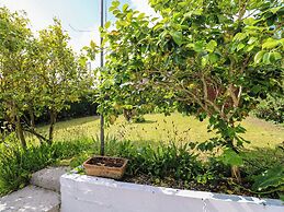 Camellia