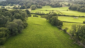Green Yew