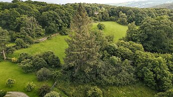 Green Yew