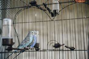 Parrot's Home