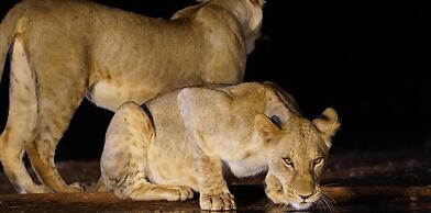 Soroi Lions Bluff Lodge
