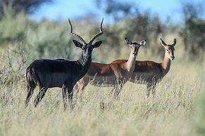 Mattanu Private Game Reserve