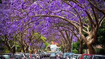 Dream Views of Sydney CBD