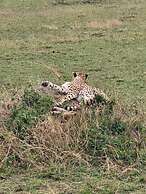 Goshen Mara