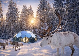SKOG - Aurora igloos