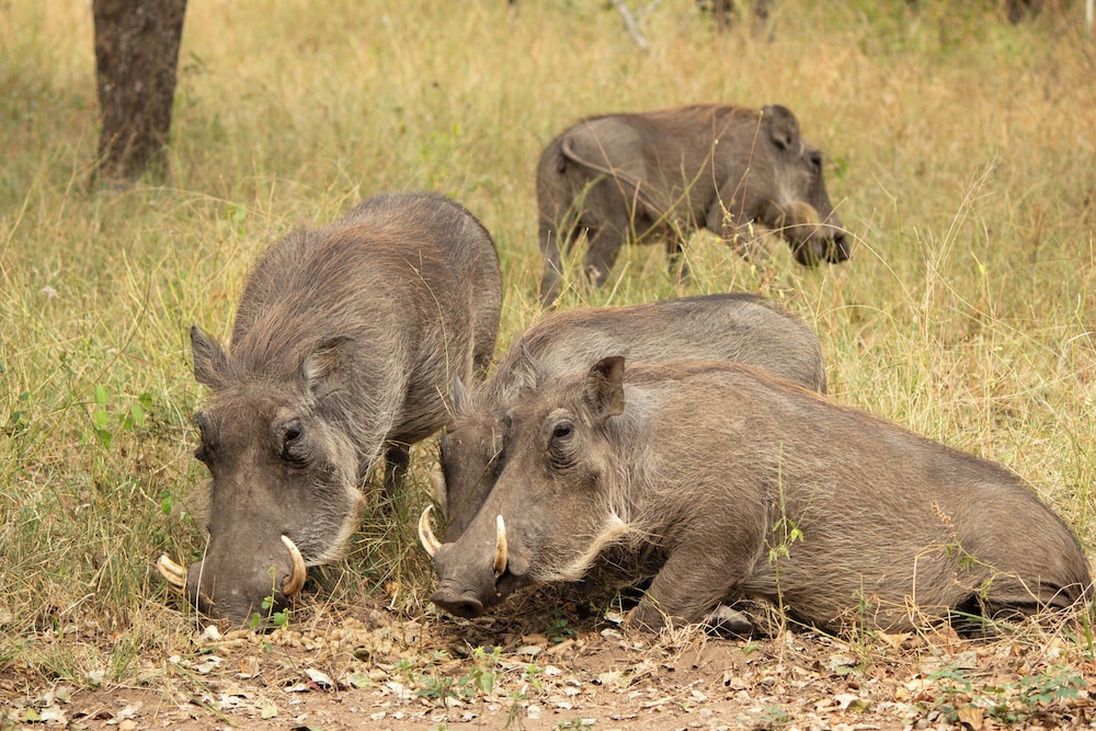 Singwe Private Safari lodge
