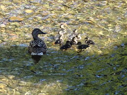 Riverbank Cottage River Ehan, Double Balcony