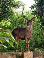 Periyar Canopy Thekkady
