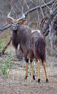Timbila Game Lodge