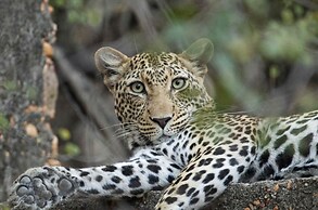 Timbila Game Lodge
