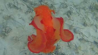 Mahina Lodge