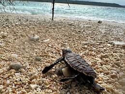 Dany Island