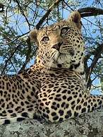 Moyoni Africa Lodge & Tours
