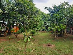 corcovado green parrot