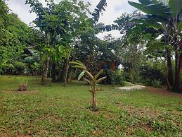corcovado green parrot