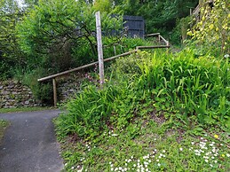 Foxglove