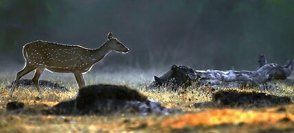 Coorg Wild Walk- CGH Earth Saha