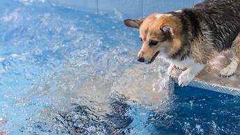 Taean Aloha Oe Pet Pool Villa