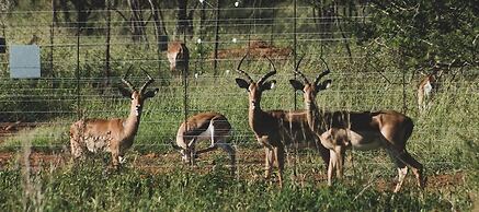Kwathabisile Bush Retreat
