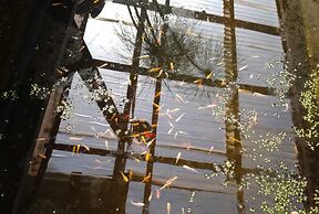 Casa Niwa Koi Entre Peces