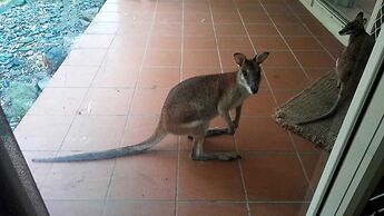 Wallaby Hideaway
