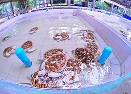 Longlay Resort Rayong