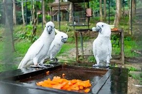Kasuari Exotic Resort Magelang