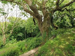 The Tree House