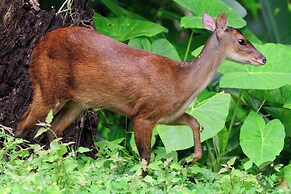 Villa Bruno - Terrace - Jungle - Birdwatching