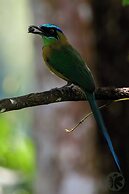 Villa Bruno - Terrace - Jungle - Birdwatching