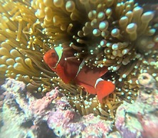 The Gili Menjangan