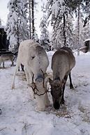 NOA VILLAS Aurora Lapland Resort