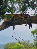 DoubleG Safaris and Camp Mikumi